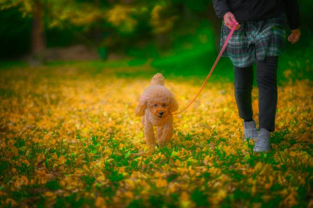 istock dog 449 Dog-walking 1860663006