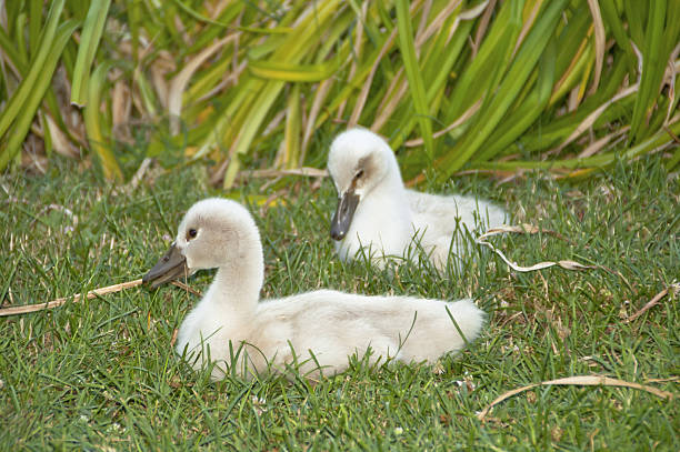 piękny młody łabędzie - swan white grass park zdjęcia i obrazy z banku zdjęć