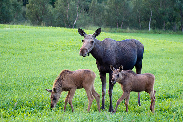 moose calves stay near their mothers at all times