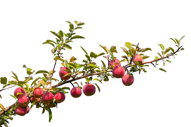 Apples from tree at orchard.