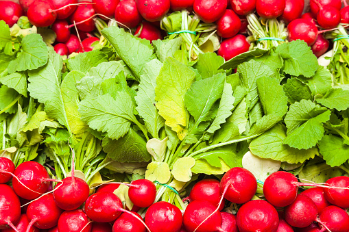 Background of red radish with green stems and leaves.