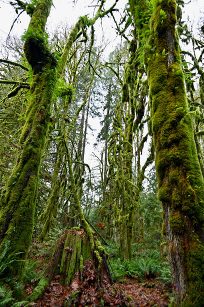 Coquitlam River stock photo