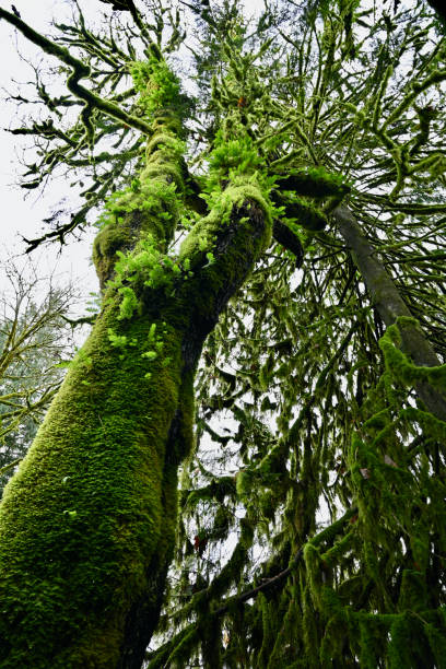 Coquitlam River stock photo