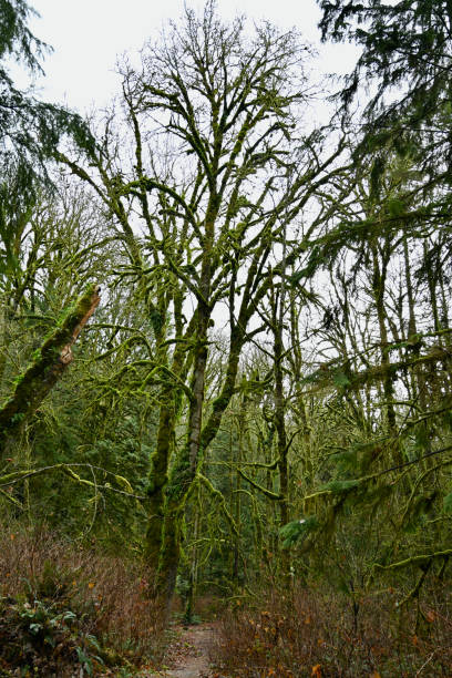 Coquitlam River stock photo