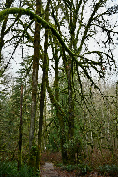 Coquitlam River stock photo