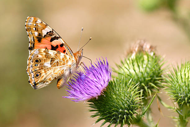 Painted lady butterfly feeding on flower