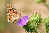 Painted lady butterfly feeding on flower