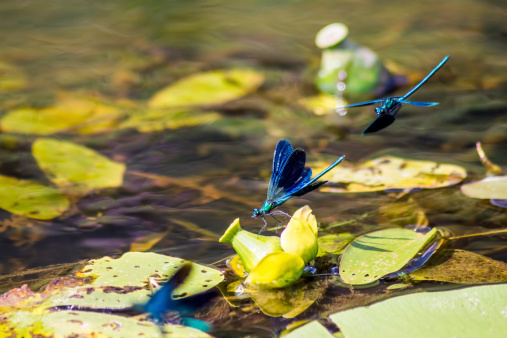 The Banded Demoiselle (Calopteryx splendens) is a species of damselfly belonging to the family Calopterygidae. It is often found along slow-flowing streams and rivers. It is an Eurasian species occurring from the Atlantic coast eastwards to Lake Baikal and north-western China.