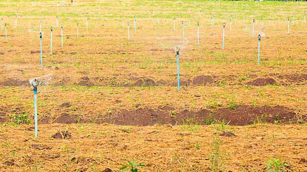 istock Irrigation systems in a green vegetable garden 186067176