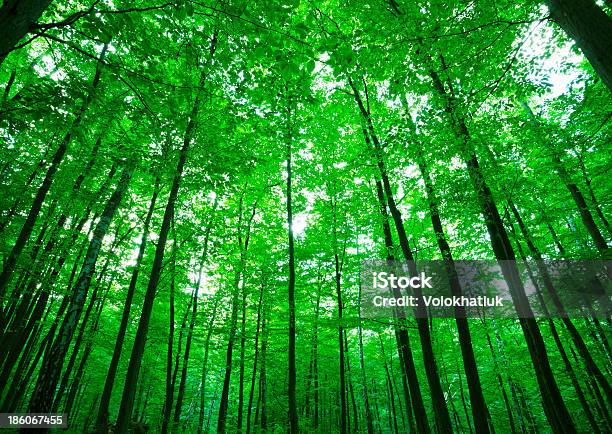 Forest Stock Photo - Download Image Now - Boreal Forest, Fantasy, Forest