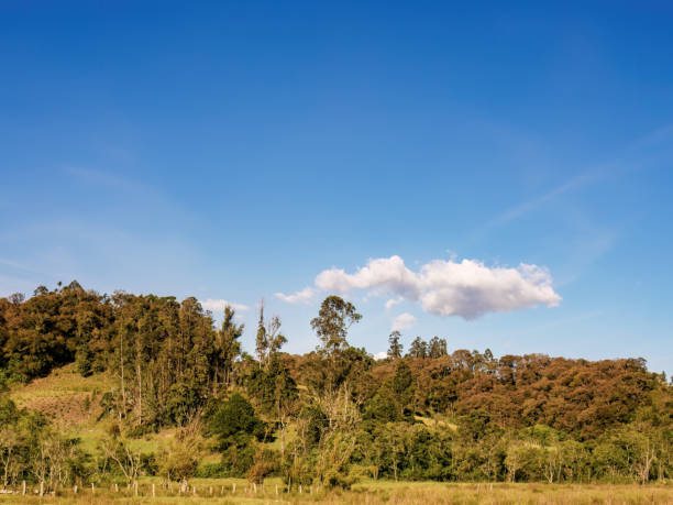 istock A little cloud floats over a hill covered in native forest 1860681202