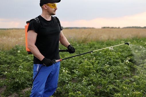 Agronomist in protective glasses and gloves with mist sprayer treats blooming potato plantation from pests, colorado beetle and fungus infection. Harvest processing. Protection and care agriculture.
