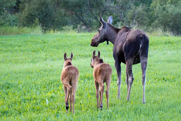 moose calves stay near their mothers at all times