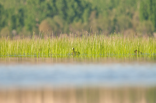 Urasian Coot (Fulica atra) wandering among green sedge plants in a wetland.