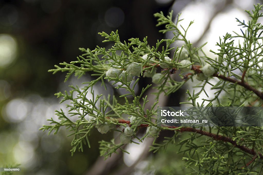 thuja - Royalty-free Abeto Foto de stock