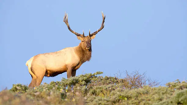 Tule Elk in Sunset light. Point Reyes National Seashore, California..