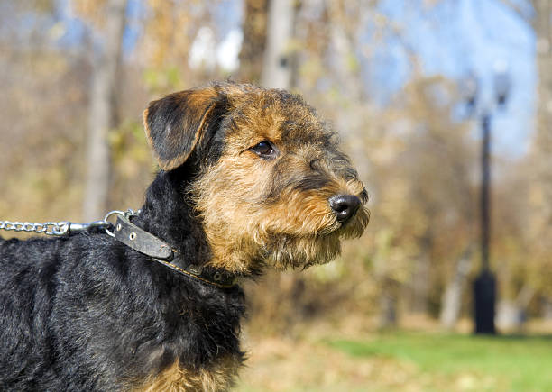 istock Airedale Close-up in the park 186070962