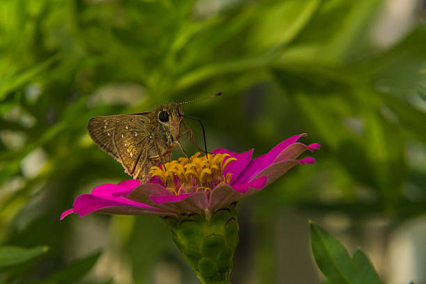 istock Butterfly feeding on Pink Straw flower 186071250