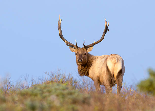 Tule Elk in Sunset light stock photo