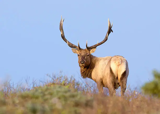 Tule Elk in Sunset light. Point Reyes National Seashore, California..