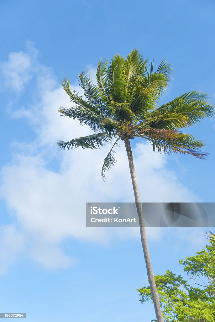 Cima di albero di palma - Foto stock royalty-free di Albero