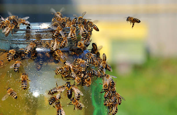 istock jars of honey with bees 186074546