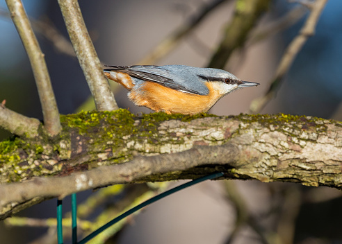 The energetic Eurasian Nuthatch (Sitta europaea), a woodland acrobat navigating European forests. Recognized by its distinctive upside-down foraging, this charismatic bird adds lively charm to the trees with its vibrant plumage.