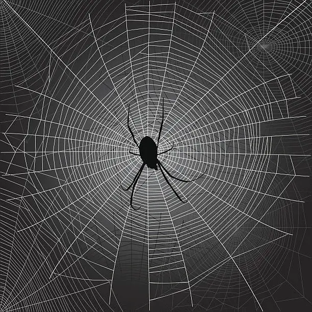 Vector illustration of Spider's webs