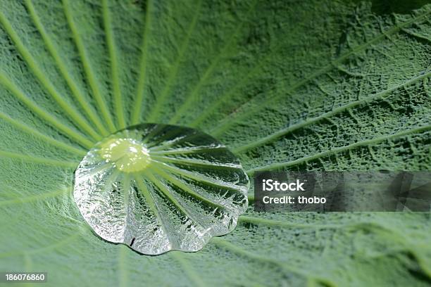 Зеленый Лист С Дождевая Капля Lotus — стоковые фотографии и другие картинки Без людей - Без людей, Вода, Водное растение