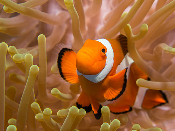 istock Clownfish in an Anemone, Bunaken, Indonesia 186077121