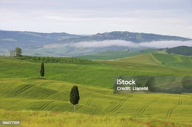 Tuscany Field And Cypress Tree Stock Photo - Download Image Now - Agricultural Field, Cypress Tree, Europe