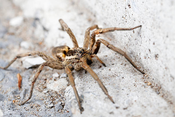 istock closeup of a Spider 186077361