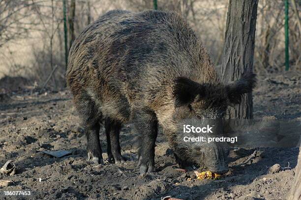 Wild Boar Family Stock Photo - Download Image Now - Animal, Animal Family, Animal Themes