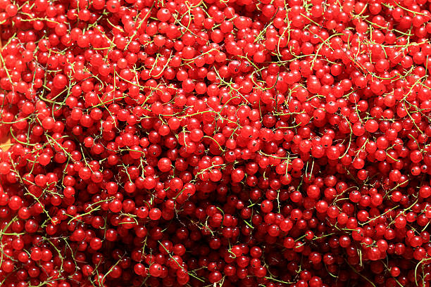 redcurrant piled redcurrant piled and ready for juice making assiduity stock pictures, royalty-free photos & images