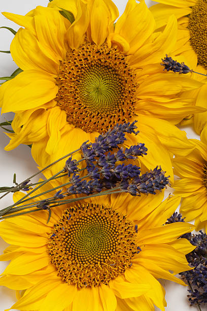 lavanda e girassóis - macro close up sunflower france - fotografias e filmes do acervo