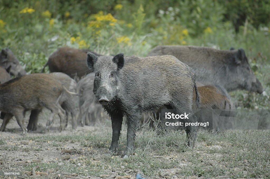 Wild boar famille - Photo de Animaux à l'état sauvage libre de droits