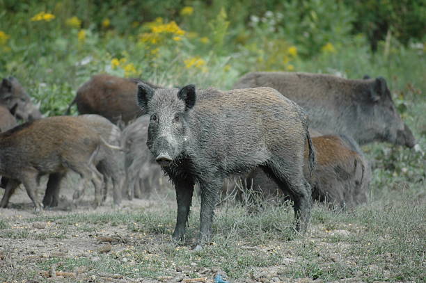 istock Wild boar family 186078245