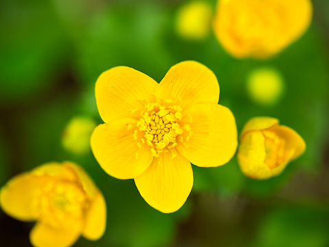 Caltha palustris, known as marsh-marigold and kingcup in Garden