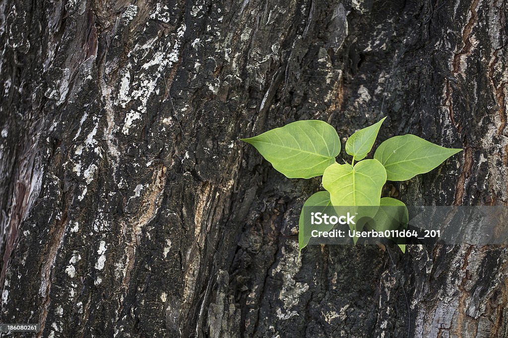 De madeira de Árvores de natureza verde - Royalty-free Ao Ar Livre Foto de stock