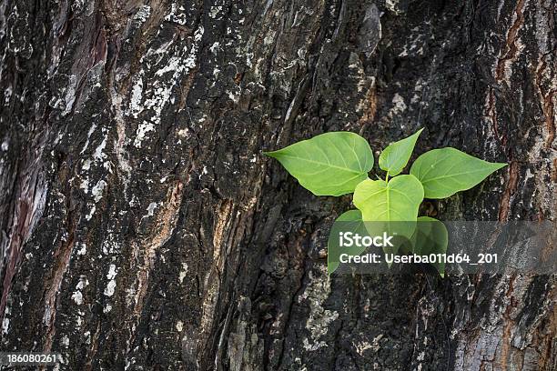 De Madeira De Árvores De Natureza Verde - Fotografias de stock e mais imagens de Ao Ar Livre - Ao Ar Livre, Dia, Estação do ano