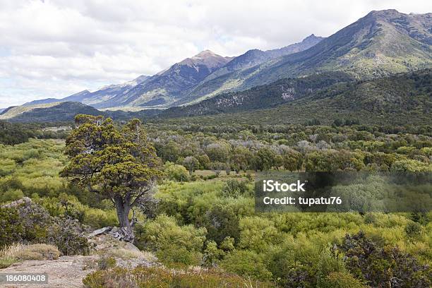 Panorama Der Alerces National Park Stockfoto und mehr Bilder von Argentinien - Argentinien, Lärche, Wald