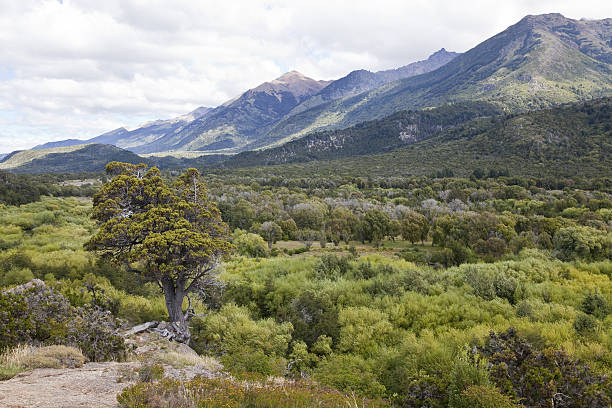 Panorama of the Alerces national park, Argentina