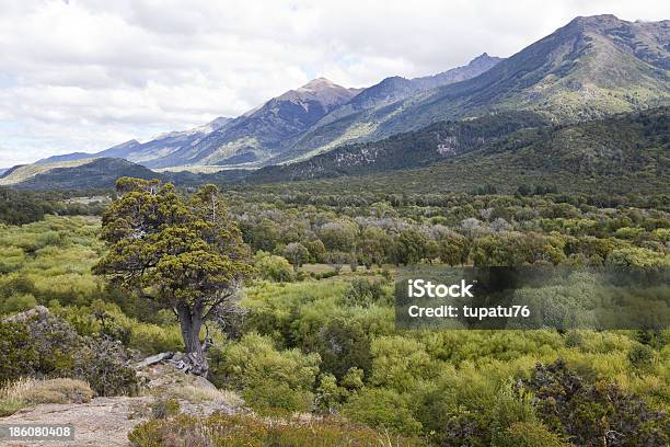 Panorama Of The Alerces National Park Stock Photo - Download Image Now - Argentina, Forest, Larch Tree