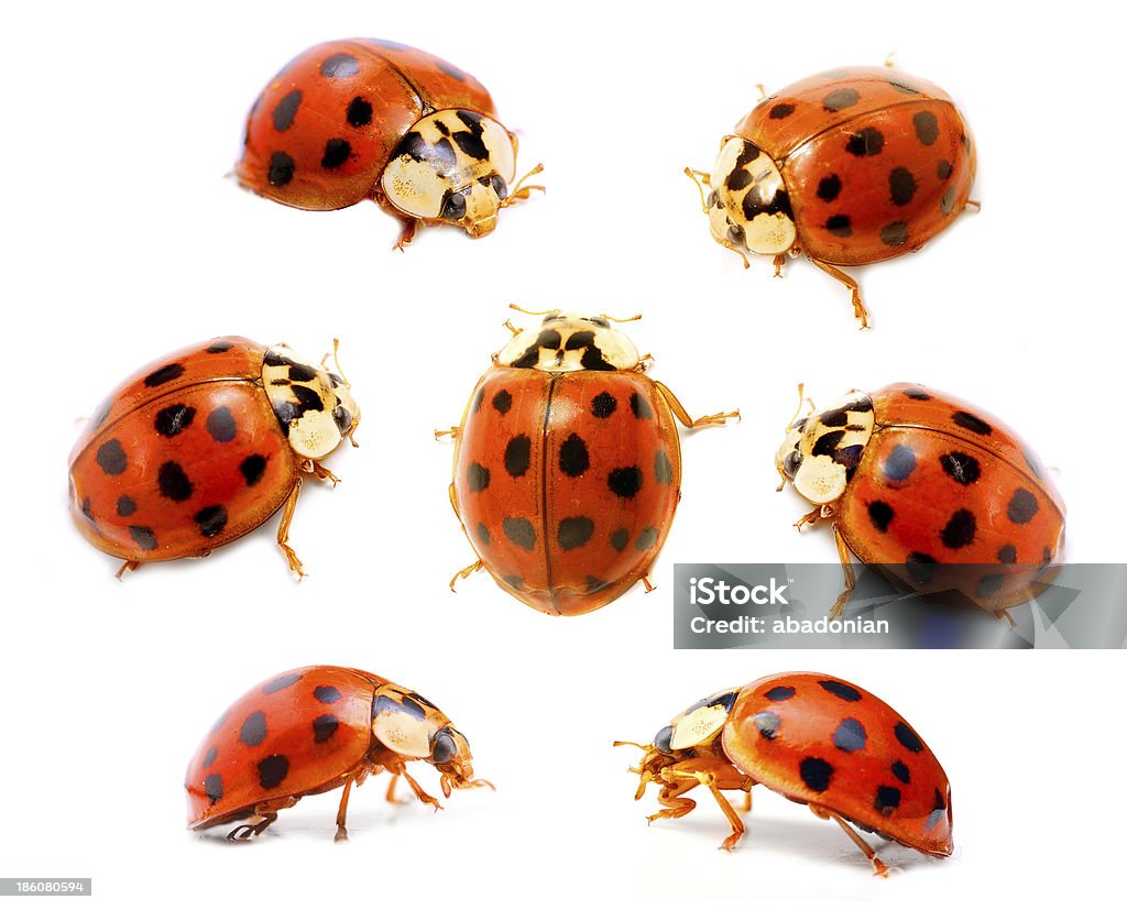 El de mariquita Coccinella septempunctata (). - Foto de stock de Colección libre de derechos