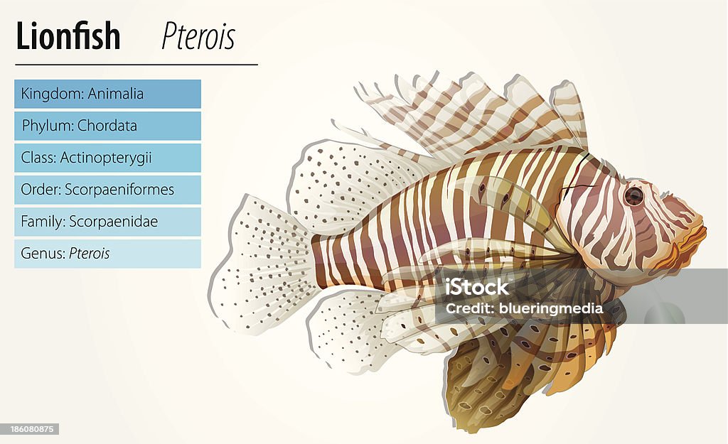 Pterois antennata - フサカサゴ科のロイヤリティフリーベクトルアート