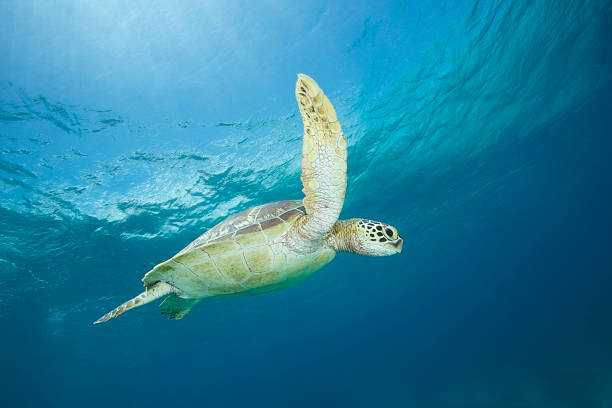 istock Green Sea turtle in blue water 186080927