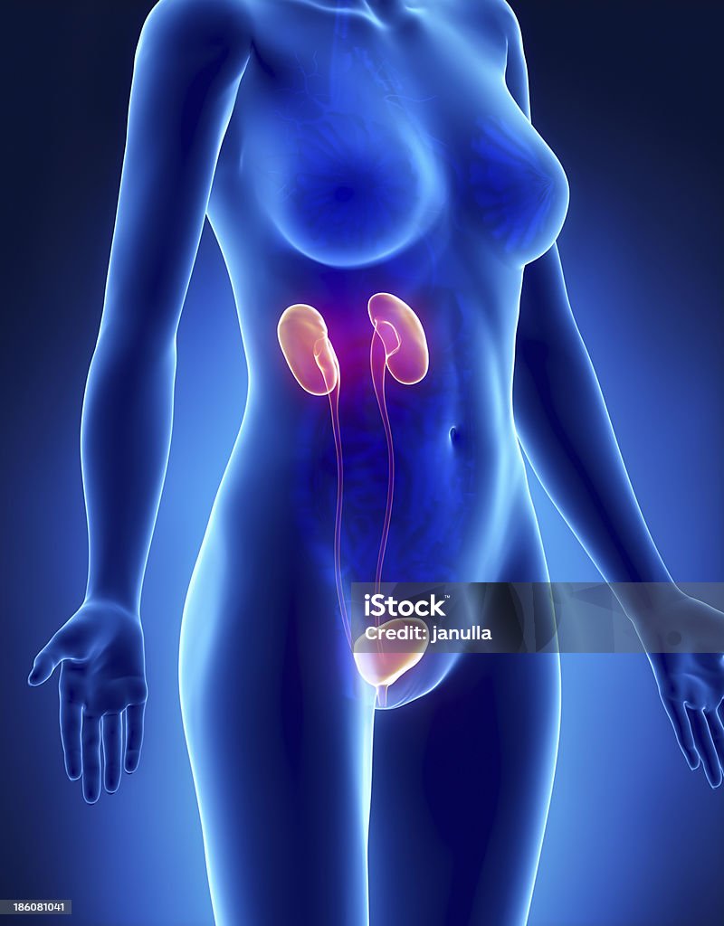 Female URINARY systemx-ray lateral view Female URINARY systemx-ray lateral view in 3D Blue Stock Photo