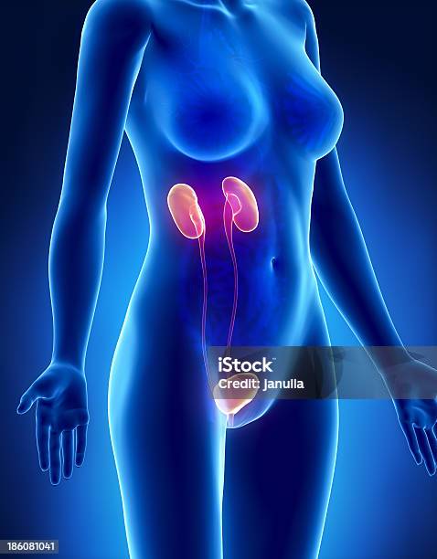 Female Urinary Systemxray Lateral View Stock Photo - Download Image Now - Blue, Urinary System, Women