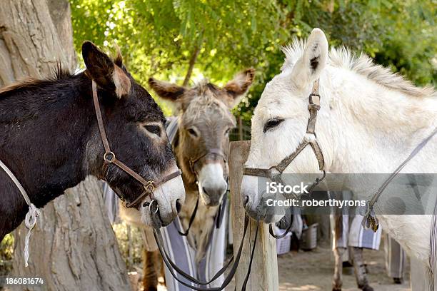 Donkey Meeting Stock Photo - Download Image Now - Animal, Animal Body Part,  Animal Ear - iStock
