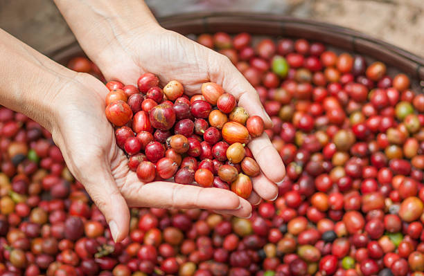 istock Red berries coffee beans on agriculturist hand 186081681
